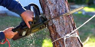  Seward, NE Tree Removal Pros