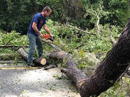 Best Palm Tree Trimming  in Seward, NE