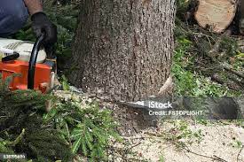 Best Tree Risk Assessment  in Seward, NE