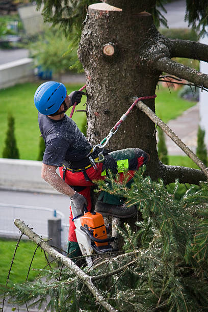 Trusted Seward, NE Tree Removal Experts