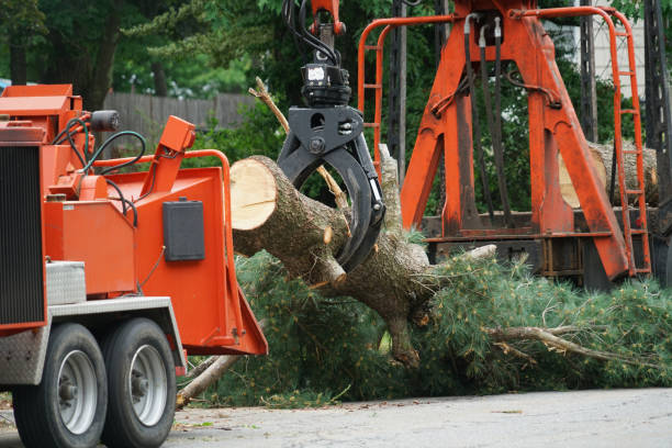 Best Lawn Pest Prevention  in Seward, NE