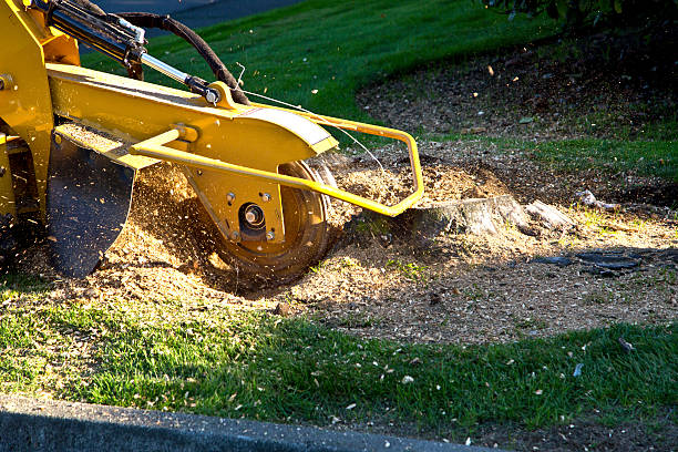 Best Tree Maintenance Programs  in Seward, NE