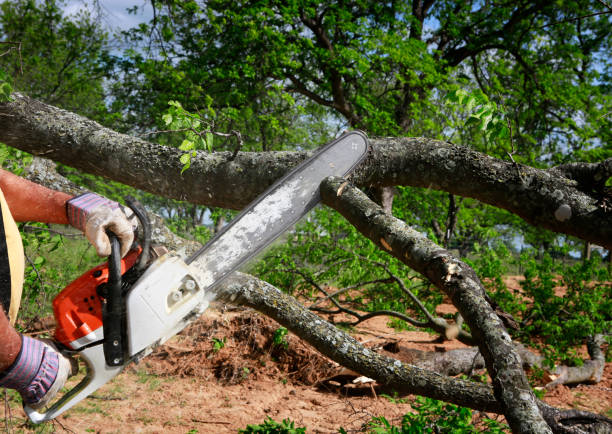 Best Fruit Tree Pruning  in Seward, NE